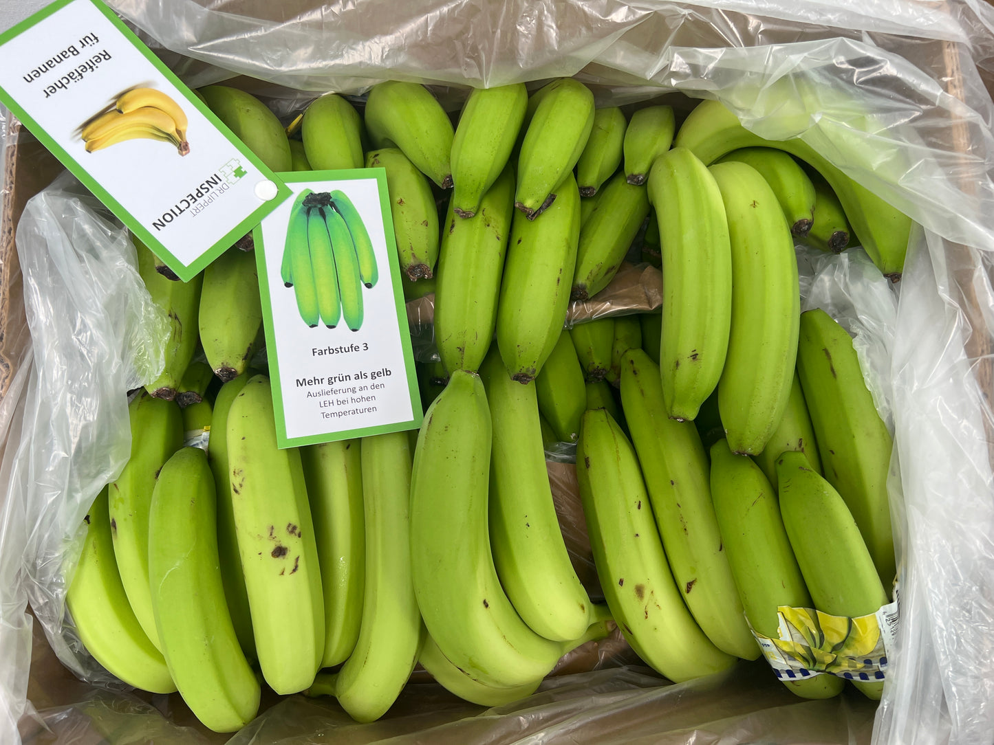 Reifefächer für Bananen