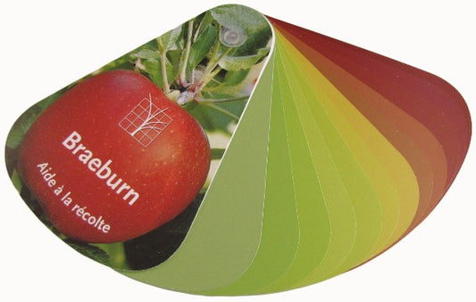 Farbfächer Braeburn