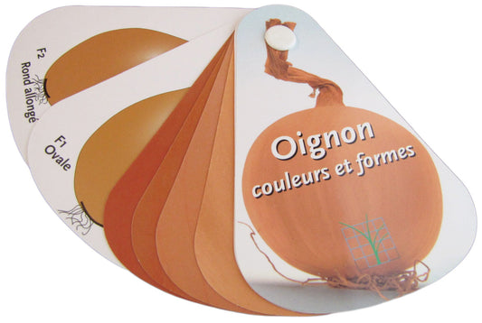 Farbfächer, Zwiebel